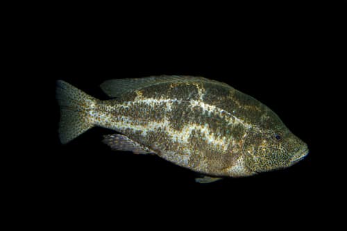 Hyena Cichlid