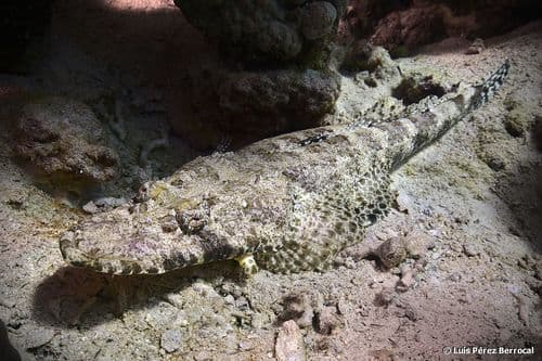 Indian Ocean Crocodilefish