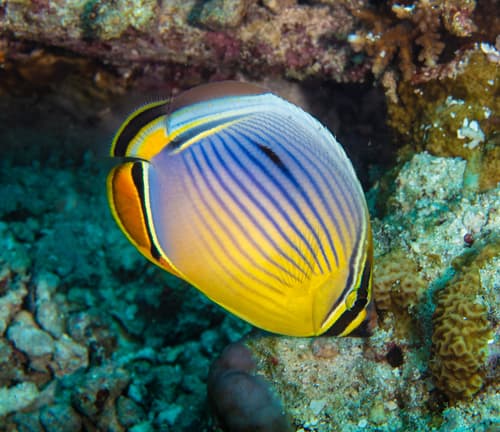 Indian Redfin Butterflyfish