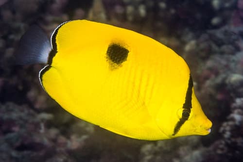 Indian Teardrop Butterflyfish