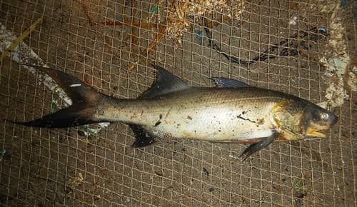 Indian Threadfin