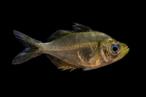 Iridescent Glassy Perchlet