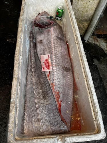 Ishikawa's Ribbonfish