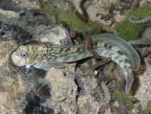Steindachner's Blenny