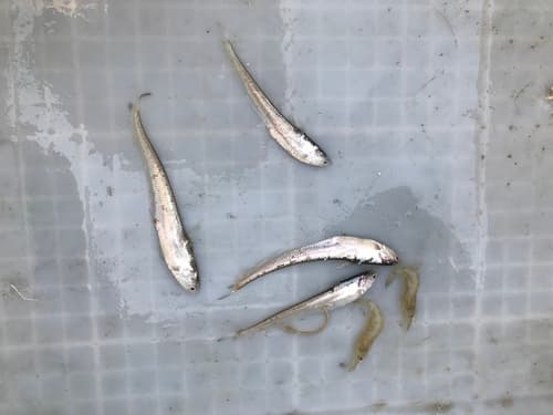 Japanese Grenadier Anchovy