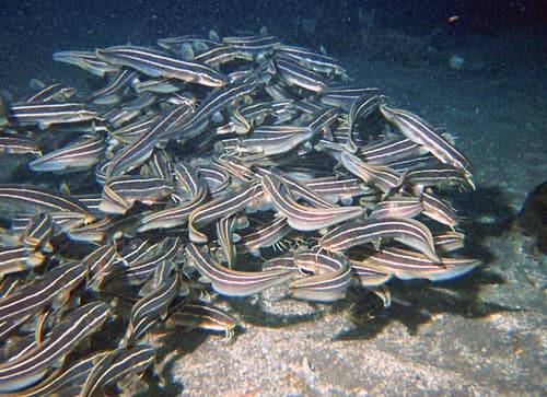 Japanese Striped Eel Catfish