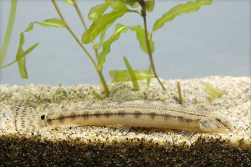 Japanese Striped Loach