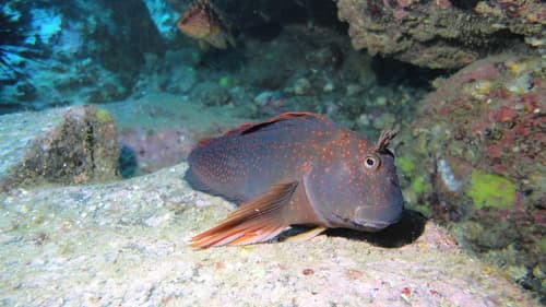 Juan Fernández giant blenny
