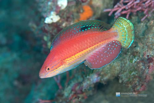 Kato's Fairy Wrasse