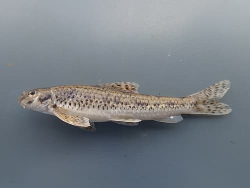 Korean Dwarf Gudgeon