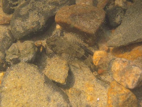 Koshewnikow's Sculpin