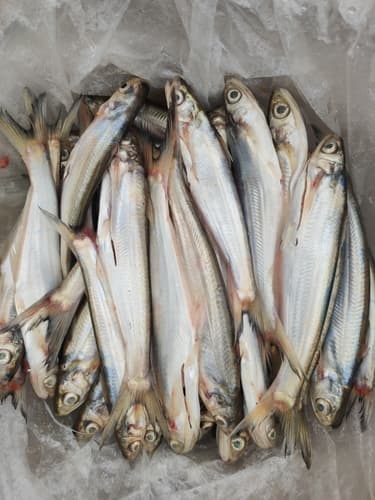 Silver Laides Minnow