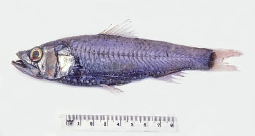 Largescale Neoscopelid