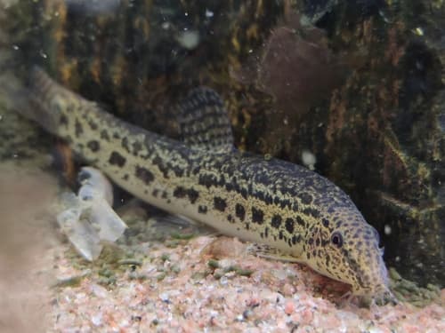 Berdmore's Loach