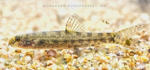 Fork-tailed Loach