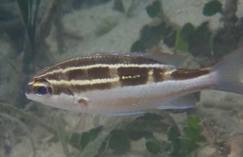 Lined Monocle Bream