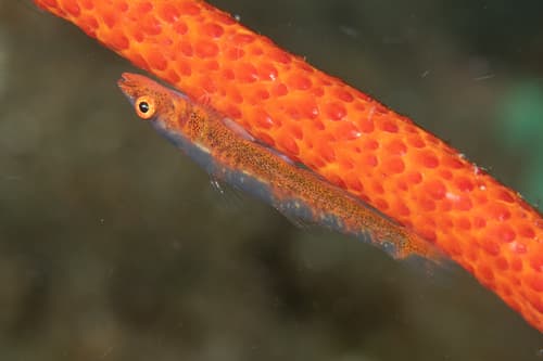 Loki Whipgoby