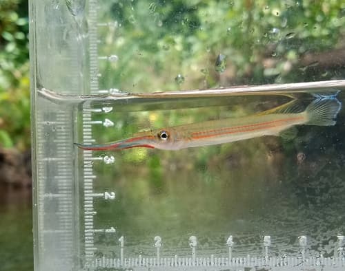 Long-finned Halfbeak