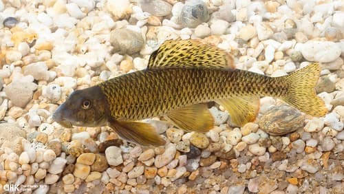 Long-nosed Gudgeon
