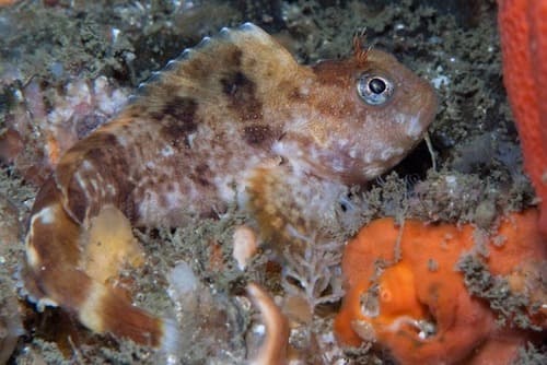Looseskin Blenny
