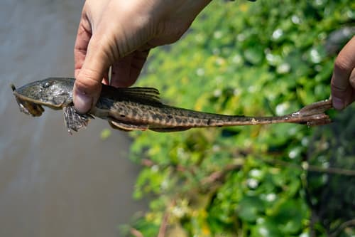 Flat-headed Whiptail Catfish