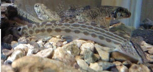 Luther's Spiny Loach