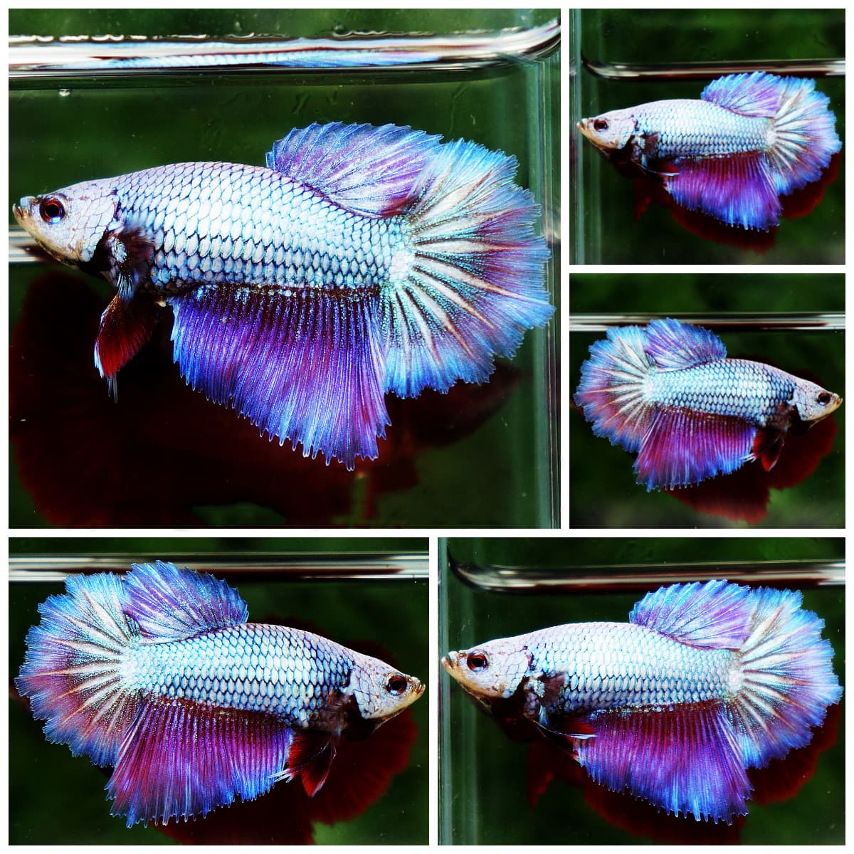 Queen Rose Royal Lavender Betta