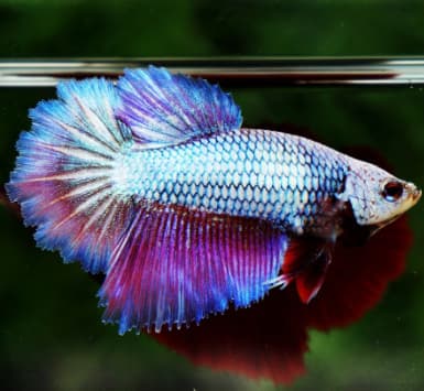 Queen Rose Royal Lavender Betta