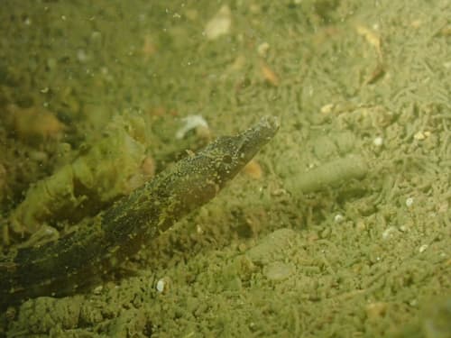 Madura Pipefish