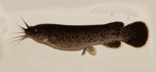 Barbelled Electric Catfish