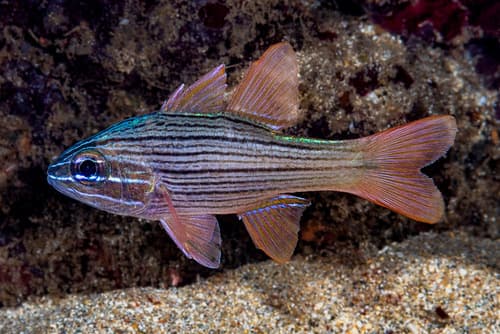 Manylined Cardinalfish