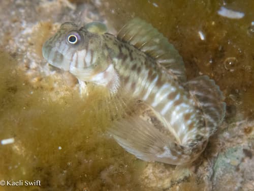 Marianas Rockskipper