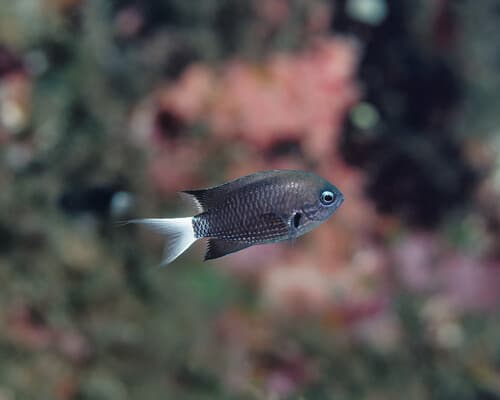Marquesan White-tail Chromis