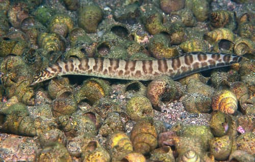 Tanganyika Spiny Eel