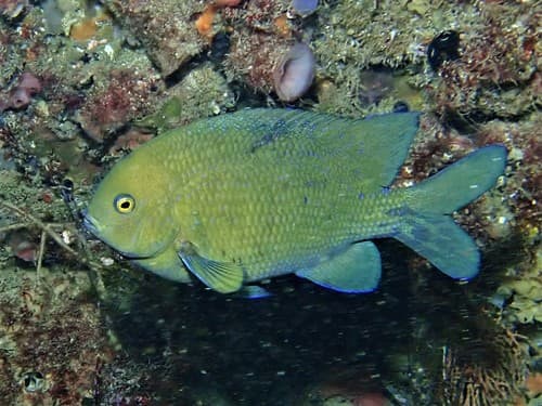 McCulloch’s Scalyfin