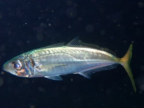 Mediterranean Horse Mackerel
