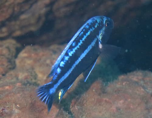 Melanochromis heterochromis