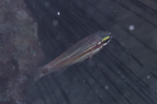 Meteor Cardinalfish