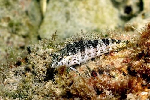 Mexican Blenny