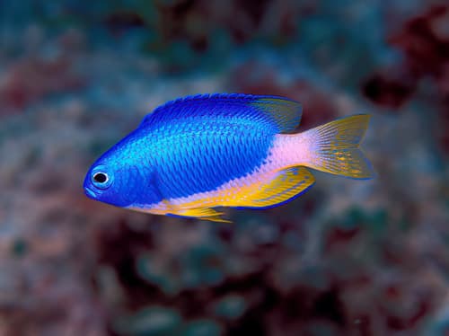 Micronesian Damselfish