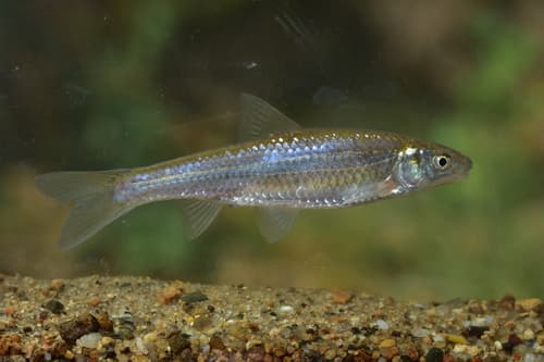 Mississippi Silvery Minnow