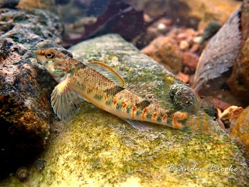 Missouri Saddled Darter