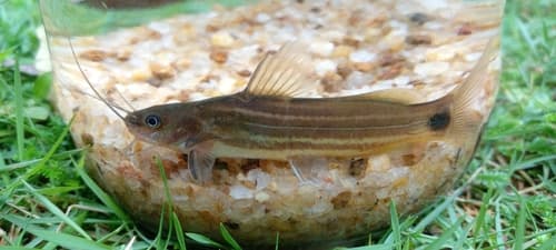 Dwarf Striped Catfish