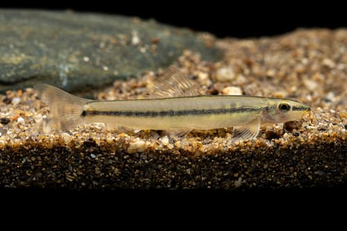 Two-spot Loach