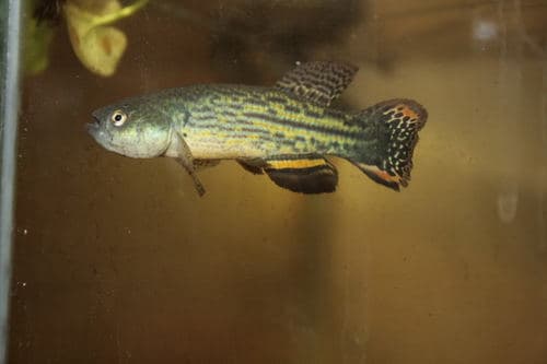 Paraguayan Annual Killifish