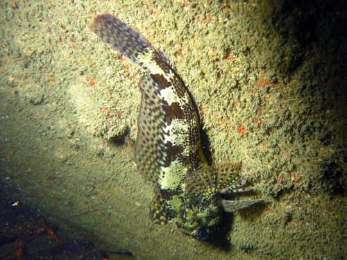 New Zealand Thornfish