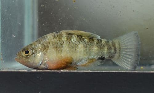 Northern Caribbean Pupfish