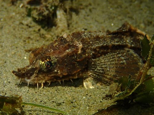 Northern Spearnose Poacher