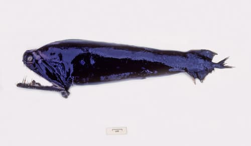 Northern Stoplight Loosejaw