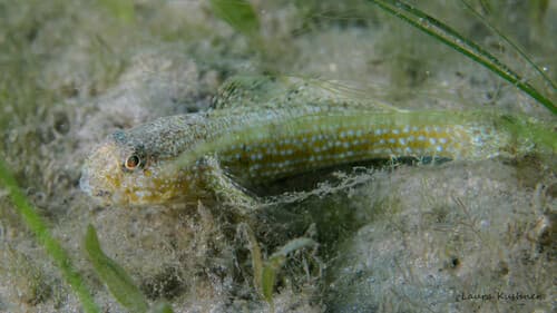Notchtongue Goby